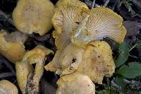 Cantharellus camphoratus image