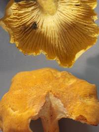 Cantharellus camphoratus image