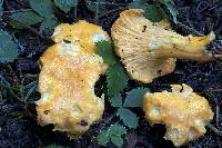 Cantharellus camphoratus image