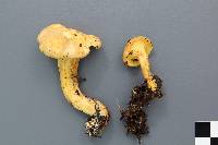 Cantharellus camphoratus image