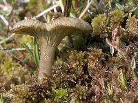 Arrhenia gerardiana image