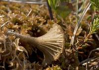 Arrhenia gerardiana image