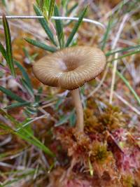 Arrhenia gerardiana image