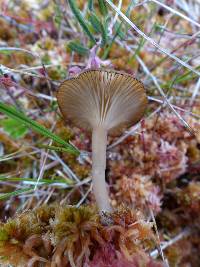 Arrhenia gerardiana image