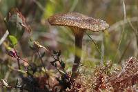 Arrhenia gerardiana image