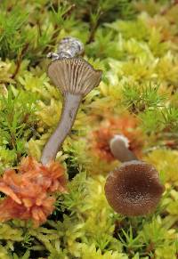 Arrhenia gerardiana image