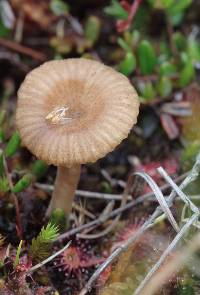 Arrhenia gerardiana image