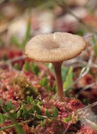 Arrhenia gerardiana image