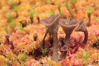 Arrhenia gerardiana image