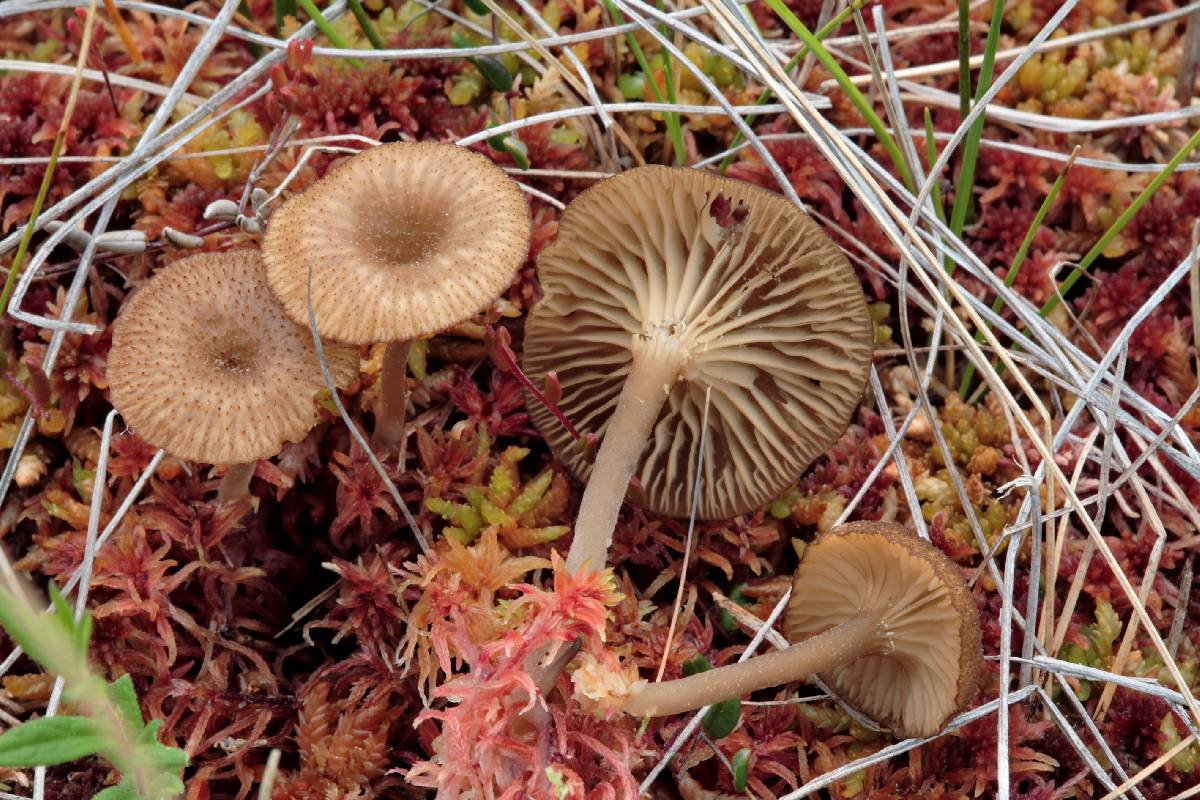 Arrhenia bigelowii image