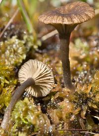 Arrhenia bigelowii image