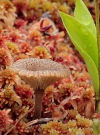 Arrhenia bigelowii image