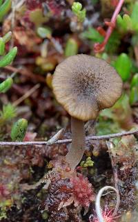 Arrhenia bigelowii image
