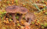 Arrhenia bigelowii image