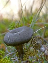 Arrhenia umbratilis image