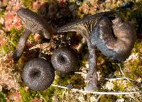 Arrhenia umbratilis image