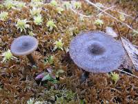 Arrhenia umbratilis image