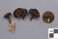 Arrhenia umbratilis image