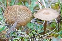 Arrhenia philonotis image