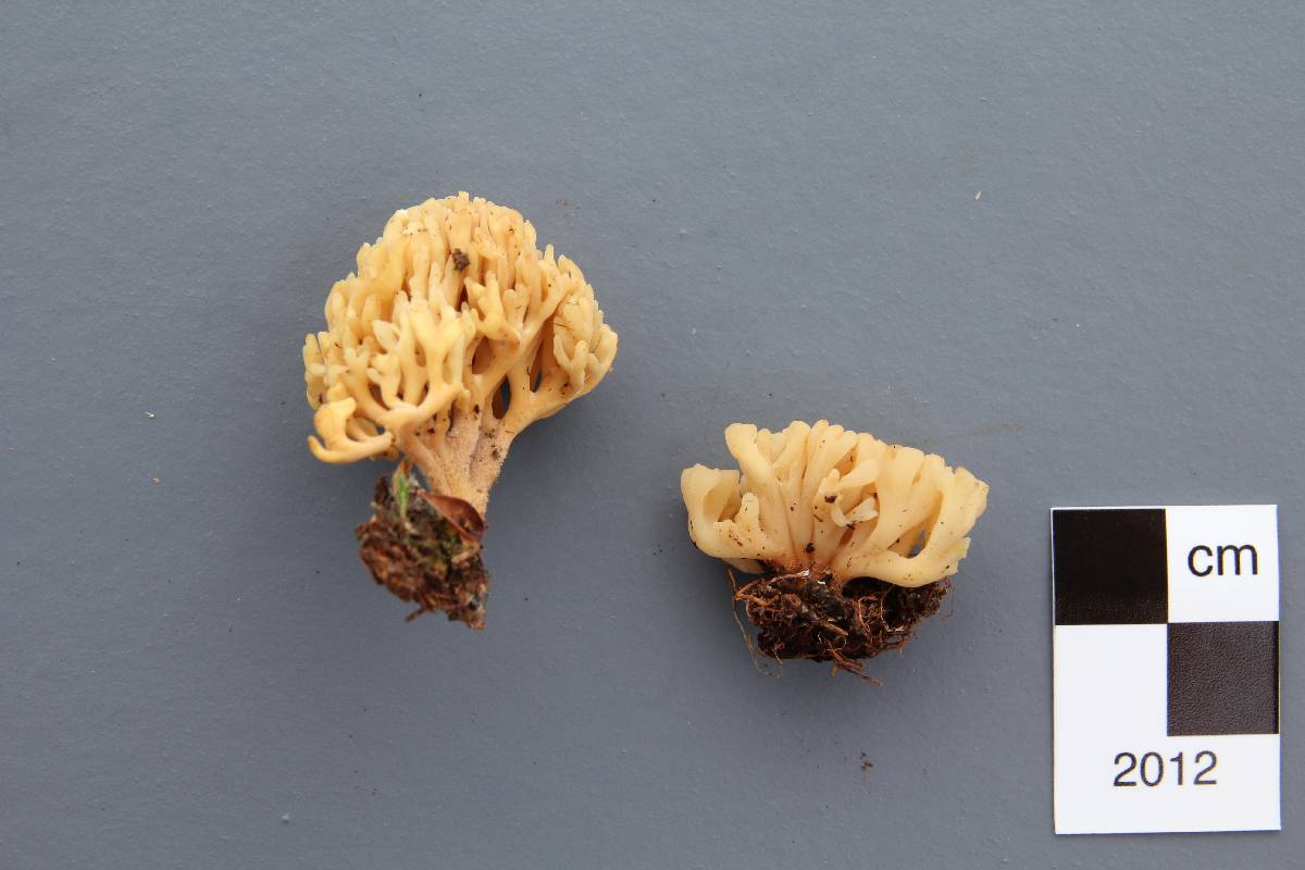 Clavulinopsis subarctica image