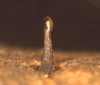 Corniculariella spina image