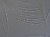 Corniculariella spina image