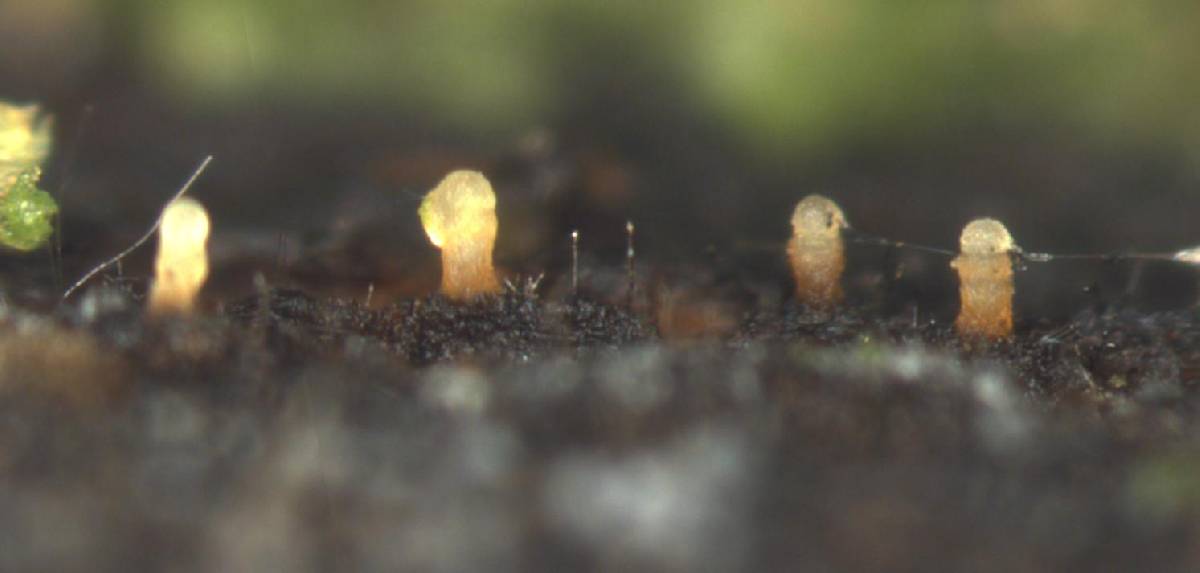 Hyalotrochophora lignitalis image