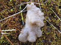 Arrhenia lobata image