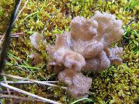 Arrhenia lobata image