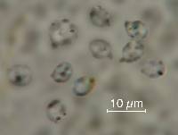 Arrhenia lobata image