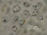 Arrhenia lobata image
