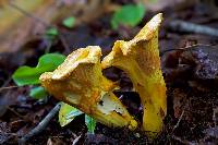 Cantharellus betularum image