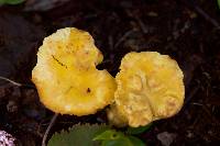 Cantharellus betularum image