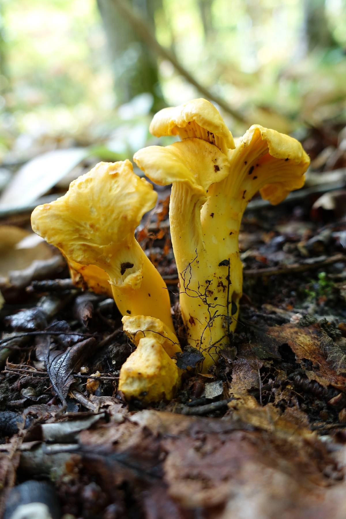Cantharellus betularum image