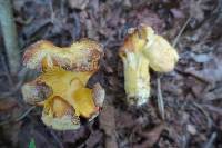Cantharellus betularum image