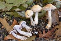 Cortinarius perrotensis image