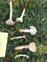Cuphophyllus bondii image