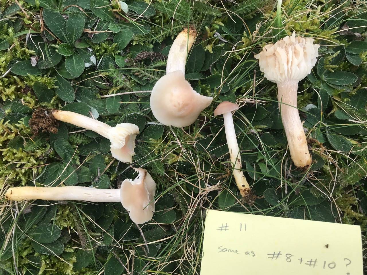 Cuphophyllus bondii image