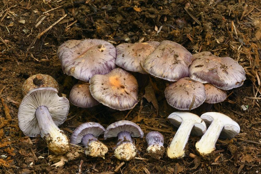 Cortinarius flavolilacinus image