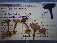 Arrhenia gerardiana image