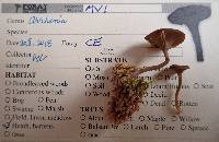 Arrhenia gerardiana image