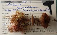 Arrhenia bigelowii image