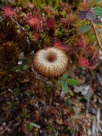 Arrhenia bigelowii image