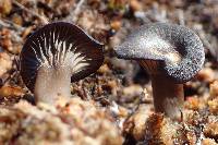 Arrhenia umbratilis image