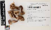 Tricholoma pudorinum image