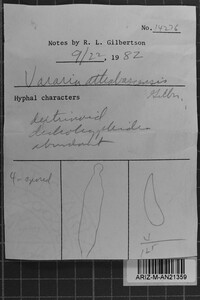 Vararia athabascensis image
