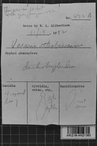 Vararia athabascensis image