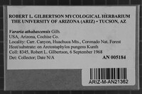Vararia athabascensis image