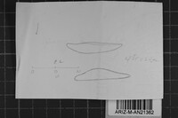 Vararia athabascensis image