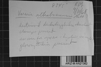 Vararia athabascensis image